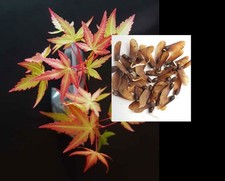 6 GERMINATED Seeds Japanese