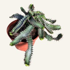 Euphorbia Stellata | Succulent Caudex | 12cm Pot | Rare |