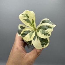 Ficus lyrata variegated fiddle - variegated,