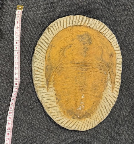 Cambropallas trilobite fossil - trilobite,