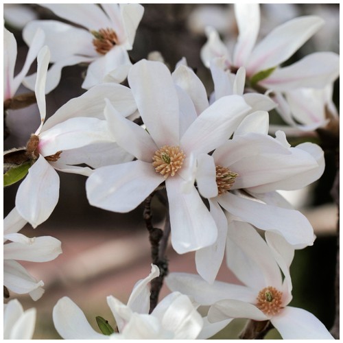 Magnolia kobus 9cm - in,