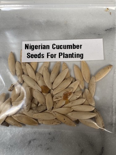Nigerian planting cucumber - planting,