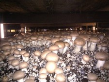 MUSHROOM SPAWN / SEEDS - PORTABELLA / PORTABELLO 