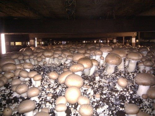 Mushroom spawn seeds - spawn, /