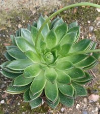 Large Echeveria Agavoides Jade