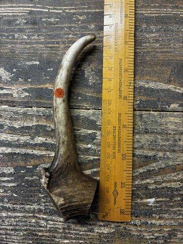 Natural deer antler - deer,