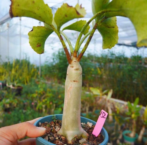 Sale rare cacti cyphostemma - sale,