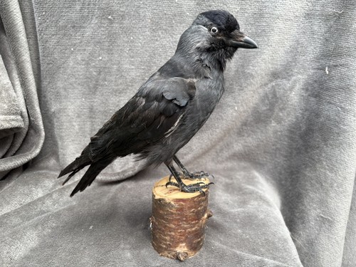 Taxidermy jack daw - taxidermy, daw.