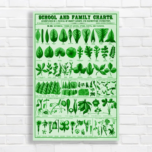 Botanical leaf varieties - botanical,
