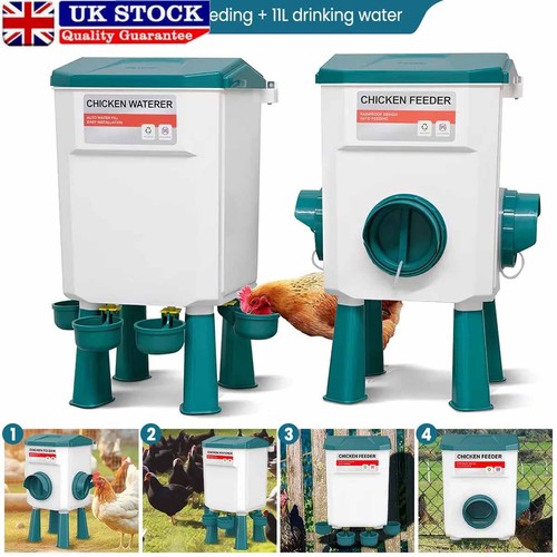 Chicken poultry feeder drinker - chicken,