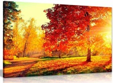 Autumn Scene Trees And Leaves