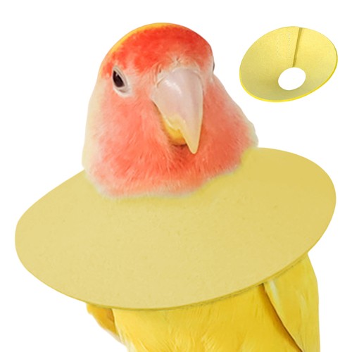 Bird cone collar - cone, plucking