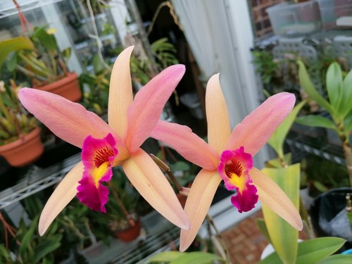 Cattleya santa barbara - cattleya, lc.