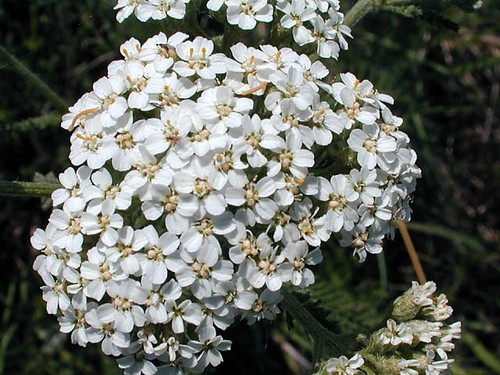 Flower yarrow white achillea - yarrow,