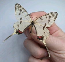 Sericinus Montela A- Set