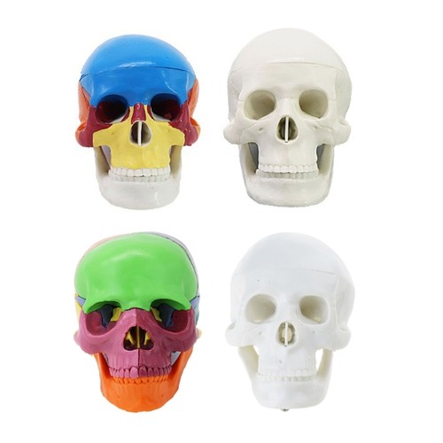 Detachable human skull anatomy - detachable,