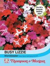Busy Lizzie Plants Seeds Garden Flowers 'Worldbeater' 1 Packet 30 Seeds T&M
