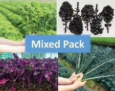 Mixed Pack Kale Plug Plants