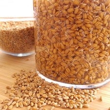 1 kg  Organic Wheatgrass Seeds