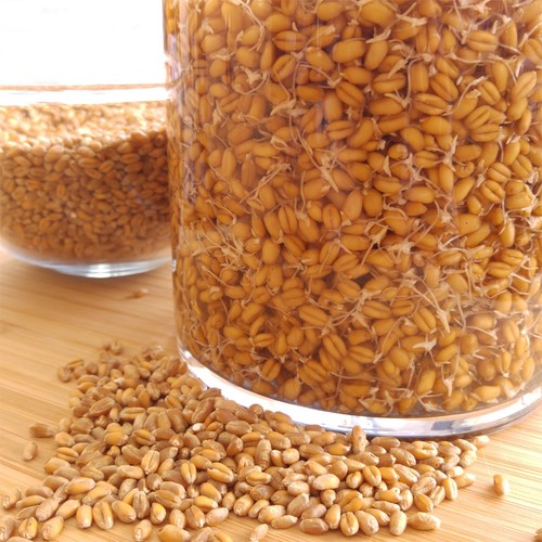 Organic wheatgrass seeds - ,