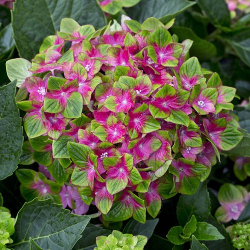 Hydrangea plants glam - glam, rock