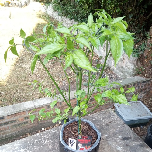 Dragons breath chilli pepper - breath,