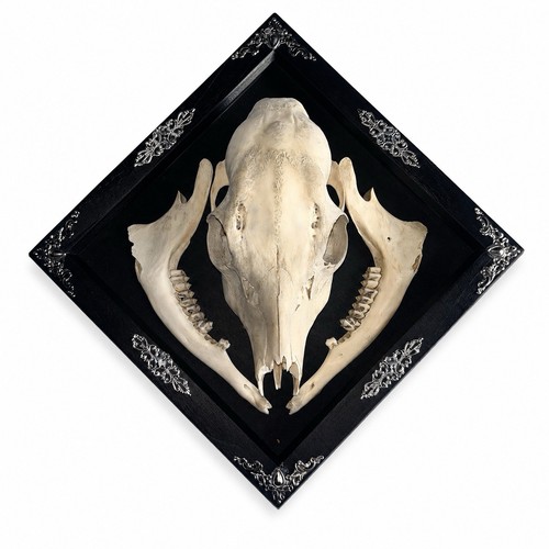 Framed roe deer skull - skull, and