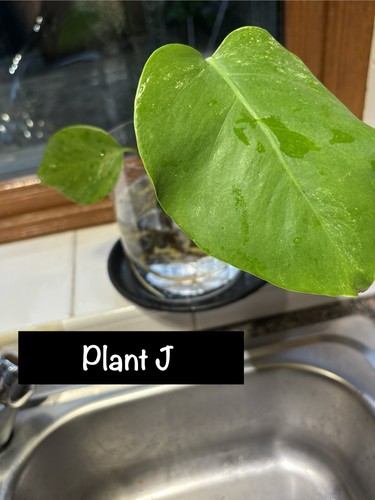 Monstera albo variegated - monstera,