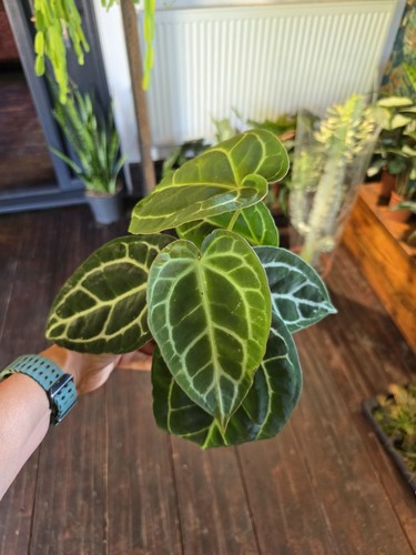 Anthurium crystallinum - anthurium,