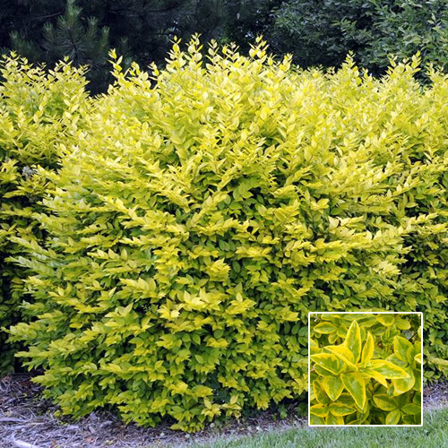 Gold privet ligustrum - privet,