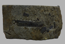 Triassic rhaetic bone - triassic,