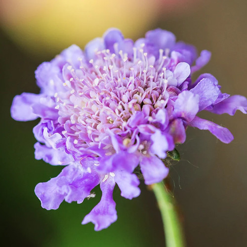 Scabiosa atropurpurea tall - scabiosa, 'tall