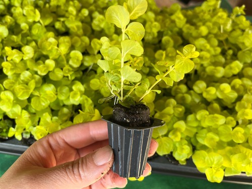 Live golden creeping jenny - live,