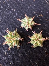 1x Euphorbia Meloformis