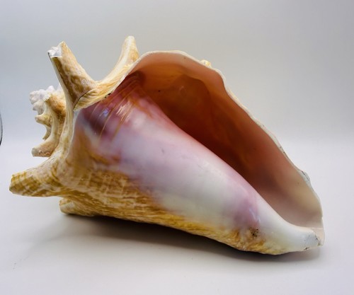 Large queen conch shell - conch,