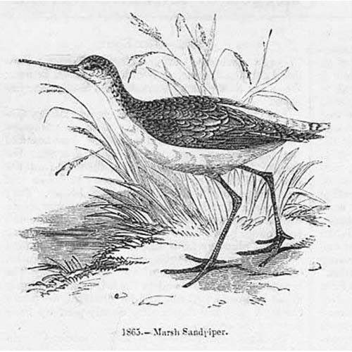 Birds marsh sandpiper - birds,