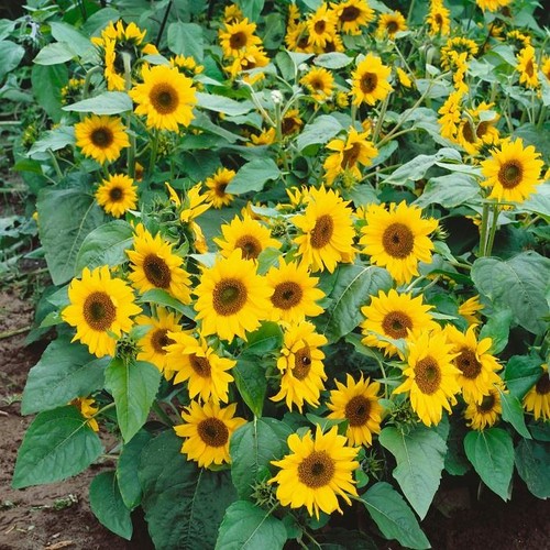 Sunflower dwarf sunspot - dwarf, flower