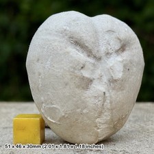 Micraster precursor fossil - micraster,