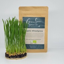Wheatgrass Seeds, Organic, Sprouts, & Microgreens, Non-GMO, Juicing & Detox