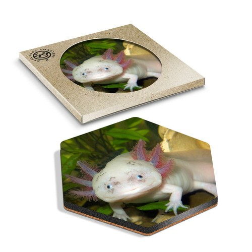 Hexagon coaster axolotl - 1,