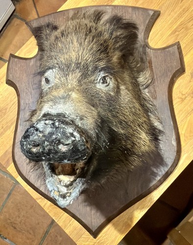 Large wild boar taxidermy - large,