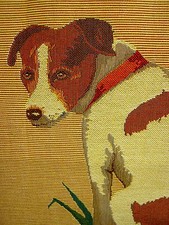 Jack russell terrier - russell, belgian