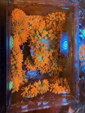 2”+ WWC Hawaiian Punch