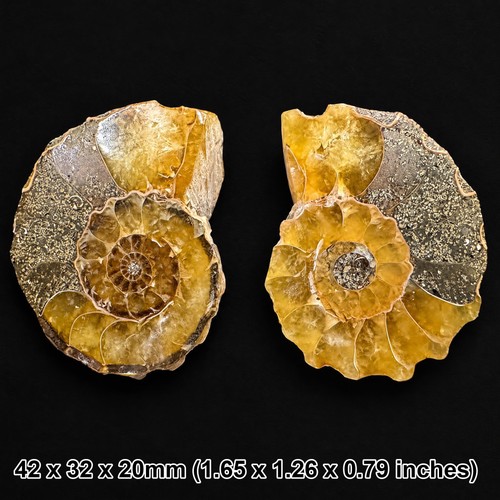 Cretaceous ammonite fossil