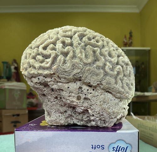 Vintage creepy fossilized - vintage,