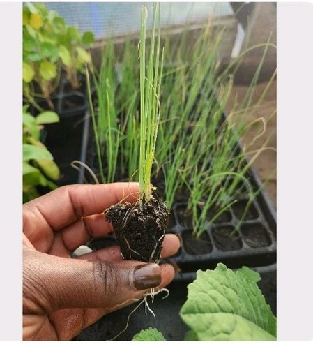 Leek plug multisown - leek, plants
