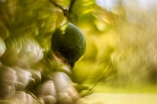 Helios 44M Lens Petzval Modification Dreamy Swirly Bokeh Angel Wing M42