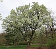Ornamental Pear   (Pyrus