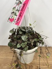 Ceropegia Woodii Hanging