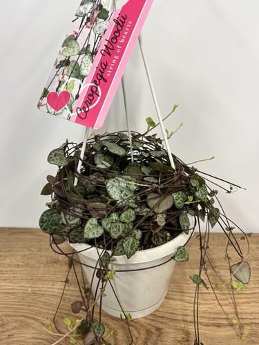 Ceropegia woodii hanging - ceropegia,